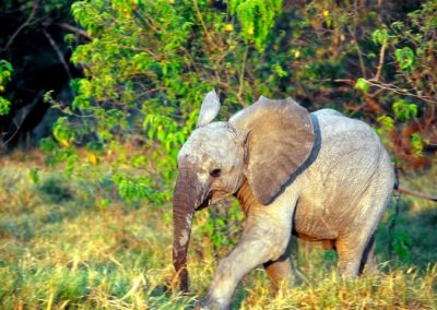 Baby Elephant by Clint Cooper