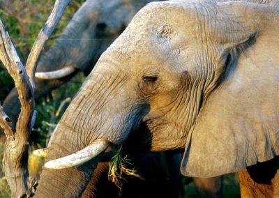 Elephant Herd in Botswana by Clint Cooper