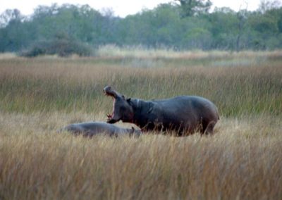 Hippo in Botswana by Clint Cooper