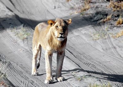 Lion Botswana by Clint Cooper