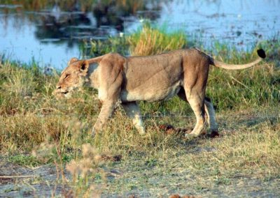 Lion by Watering Hole by Clint Cooper