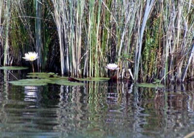 Reeds and Waterlilies by Clint Cooper