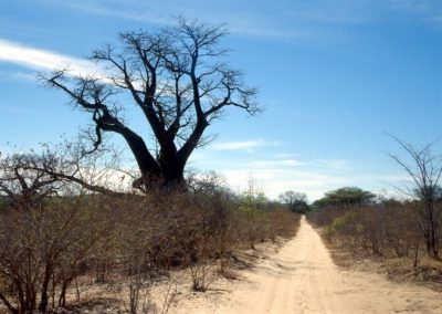 The Road Traveled Botswana by Clint Cooper