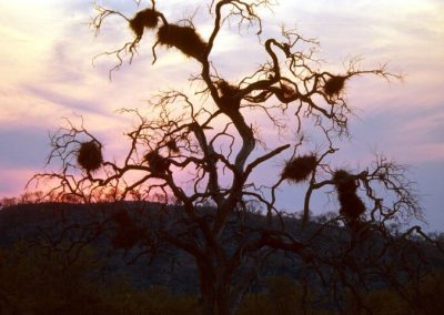 Tree Silhouette in Botswana by Clint Cooper